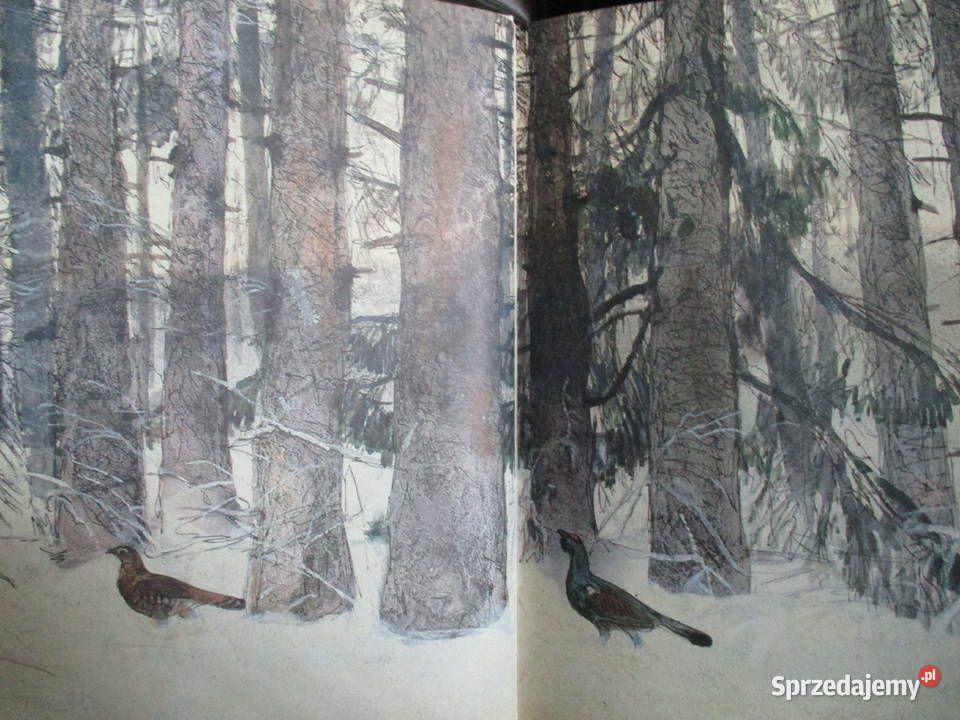 Leśne obrazki ISokołow Mikitow przyroda edukacja Łódź