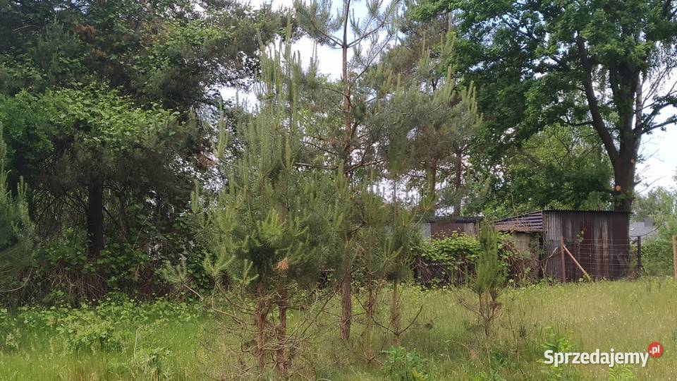 Drzewka Dąb Sosna Brzoza kopane Łódź sprzedam