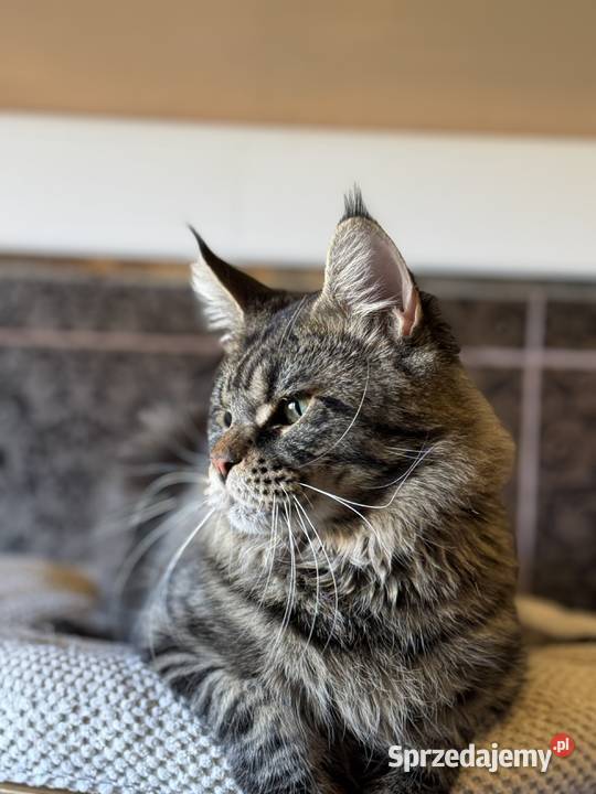 Reproduktor Maine Coon Kraków