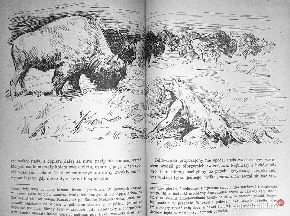 Złoto Gór Czarnych Tom 123 Krystyna i Alfred miękka Chełm