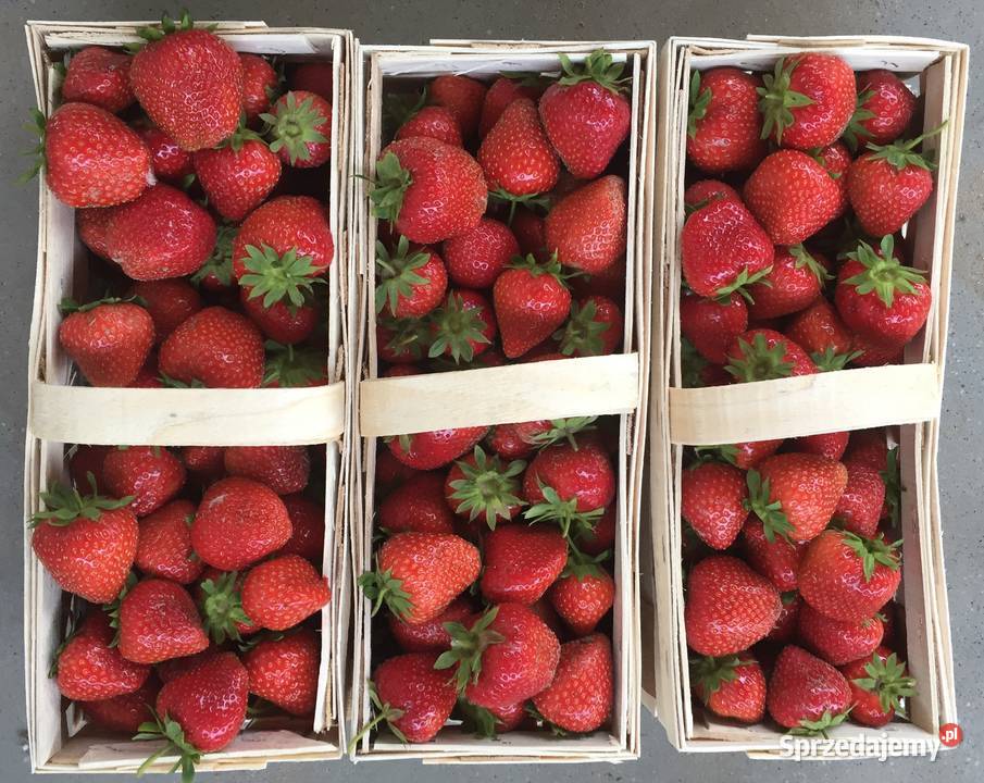 Sadzonki truskawek frigo Kruchowo