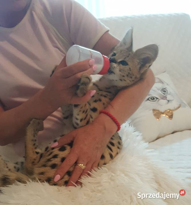 Serval Afrykański mazowieckie Józefów