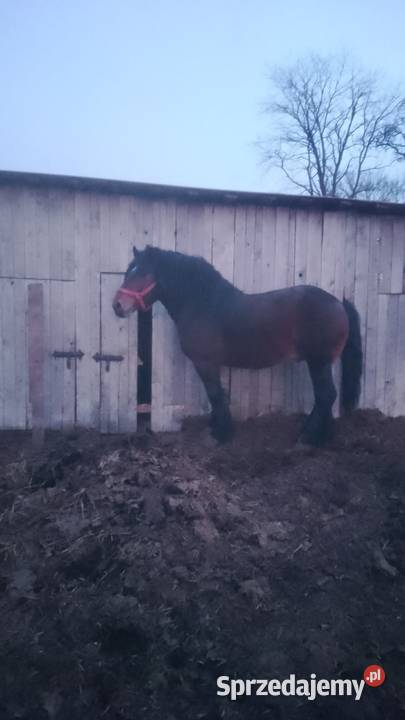 Sprzedam ogiera zimnokwistego Gąbin sprzedam