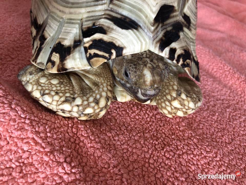 Żółw lamparci ok8 letni samiczka lubelskie Lublin