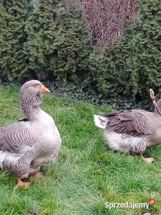 tuluskie Wawrzeńczyce