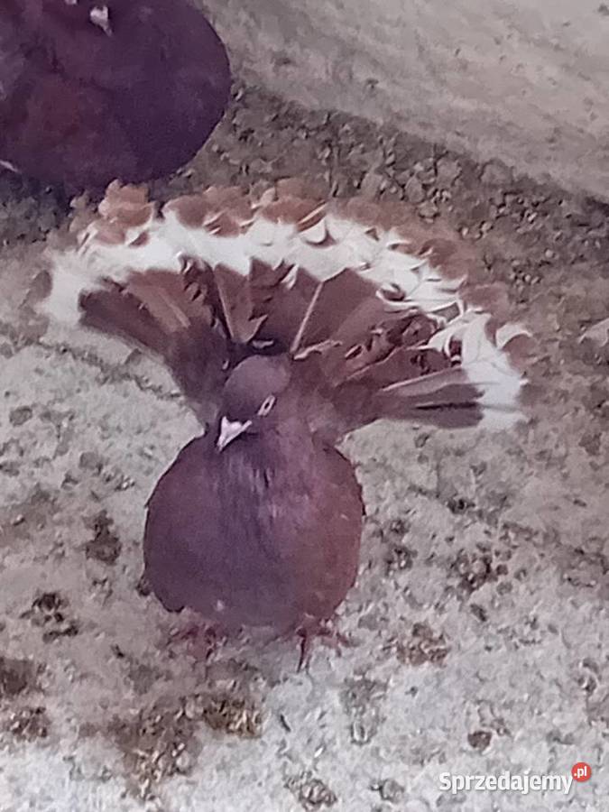 Pawiki czerwone na lęcie Siedlce