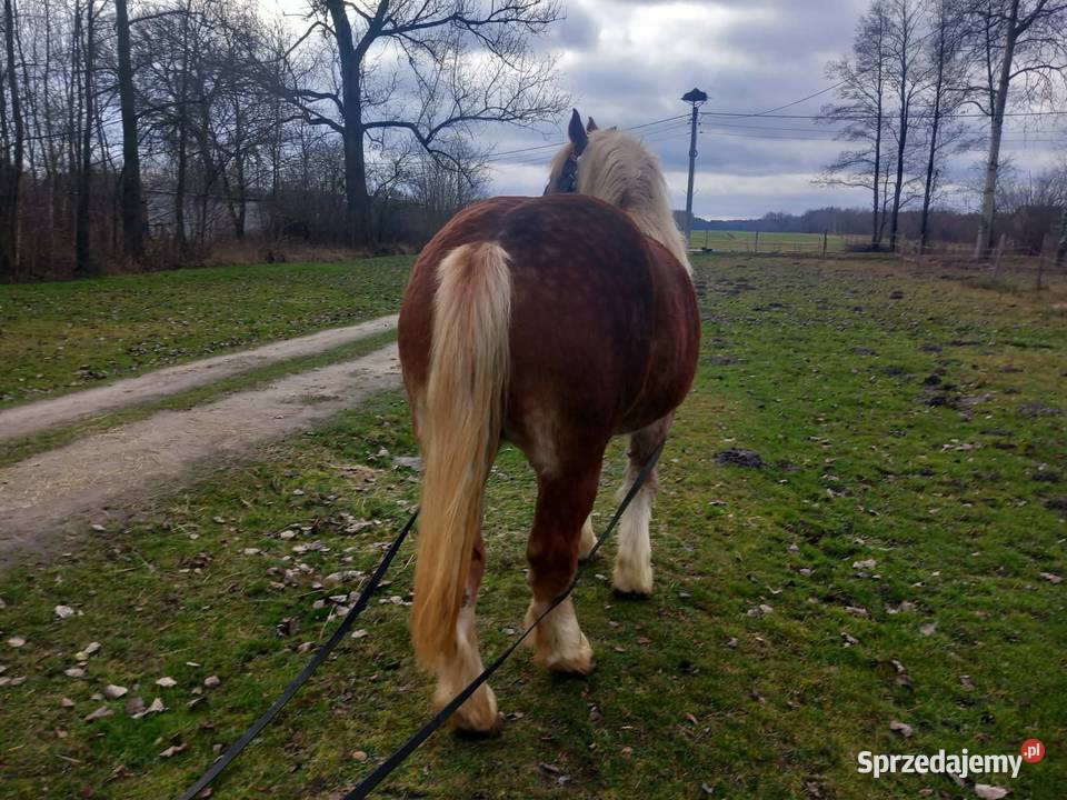 Sprzedam klacz 5letnia Sewerynów sprzedam
