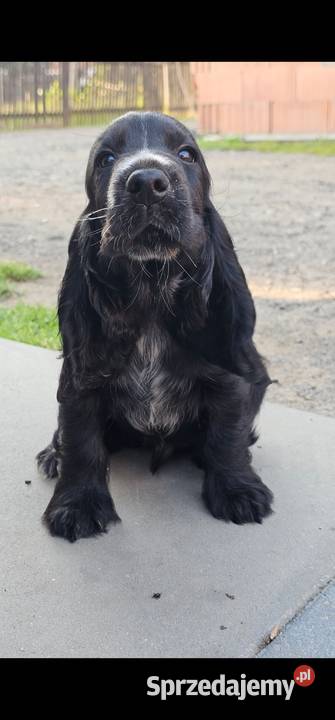 Cocker Spaniel Angielski Cocker Spaniel Jasienie