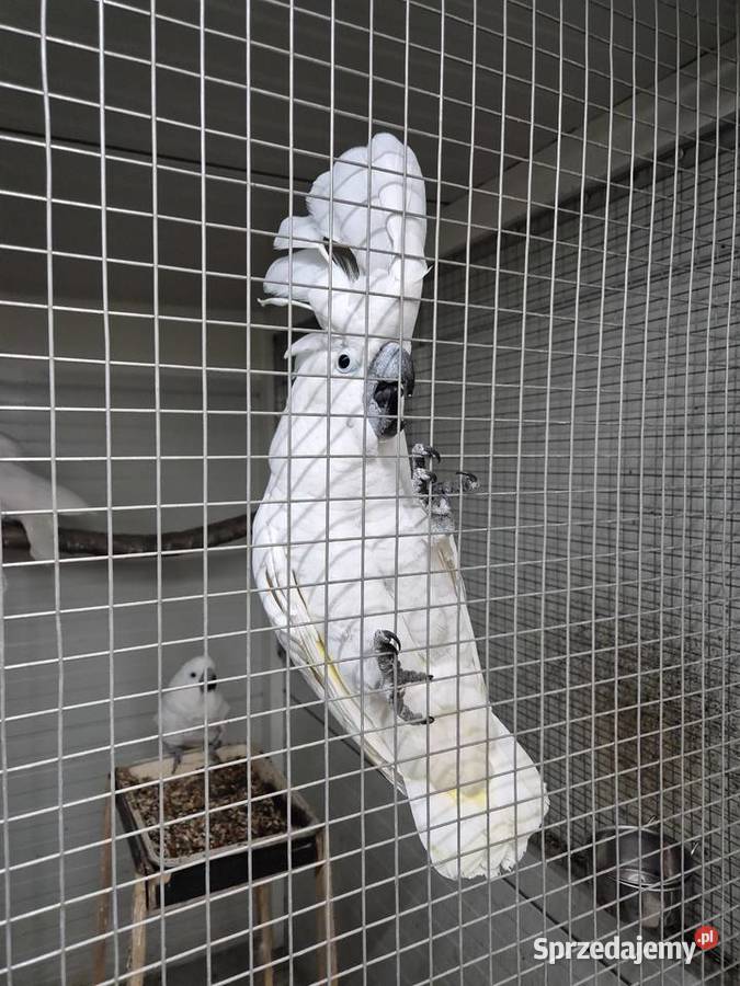 Kakadu Alba Zwierzęta wielkopolskie Rakoniewice