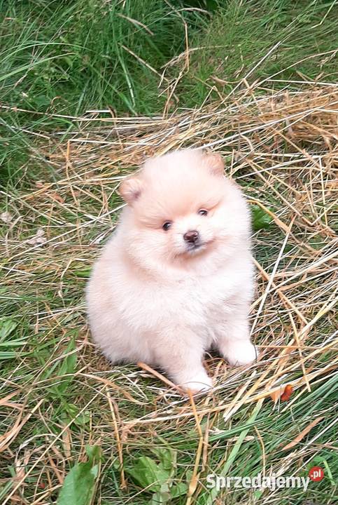 Szpic miniaturowy pomeranian dziewczynka Pabianice