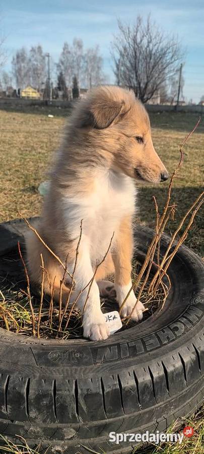 Szczenięta Owczarek szkocki Łuków