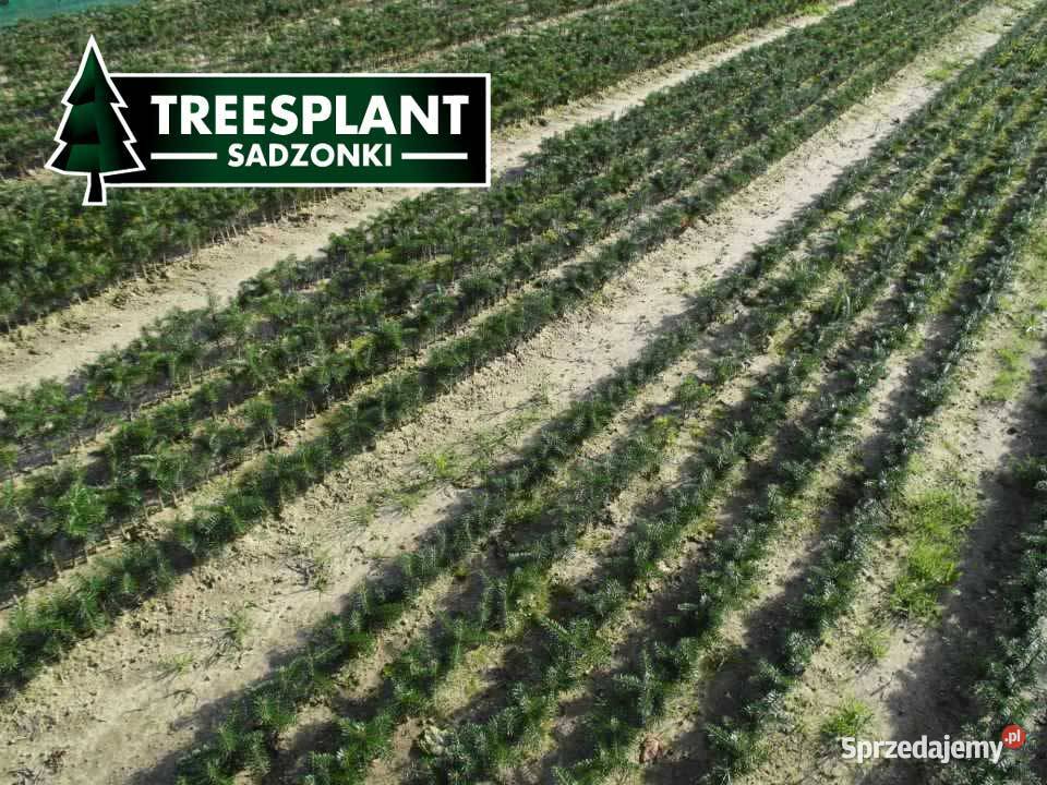 Jodła Kaukaska Sadzonki na choinki Świerk Leśnictwo Leśnictwo Olsztyn sprzedam