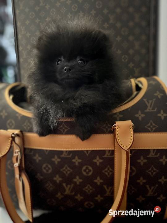 Szpic miniaturowy Pomeranian suczka Gorzów Wielkopolski
