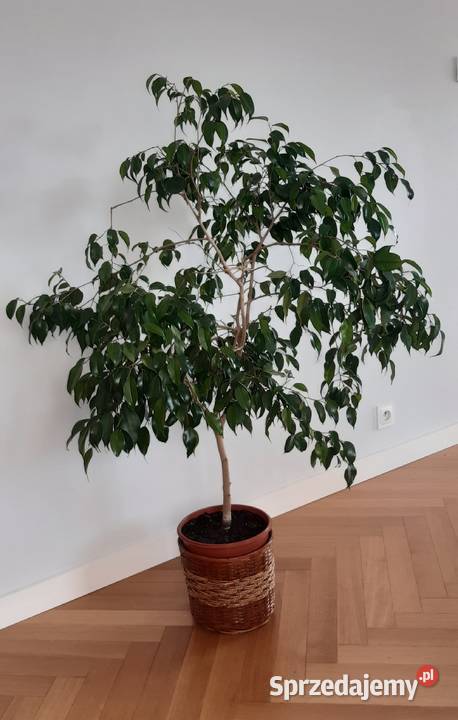 Fikus benjamina