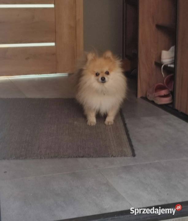 Szpic Miniaturowy Pomeranian Boo Szpic miniaturowy Rzeszów