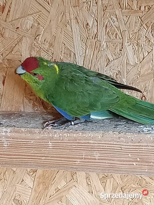 Sprzedam papugi Świergoty i Modrolotki kozy Nowa Bukówka