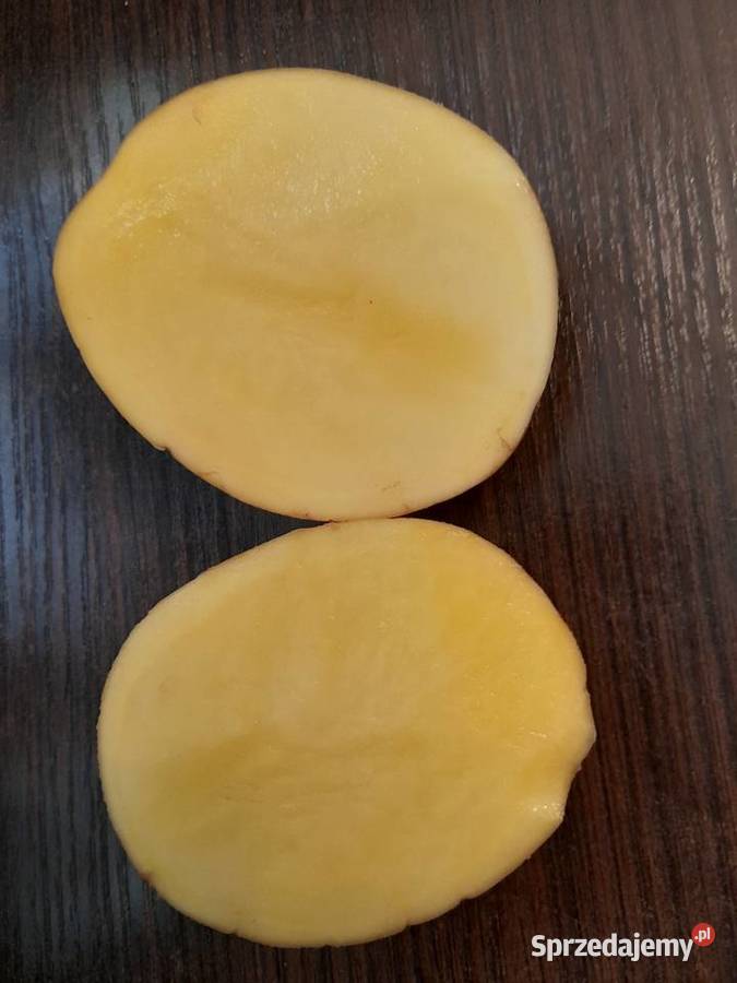 Ziemniak tajfun super na frytki i placki Mielec