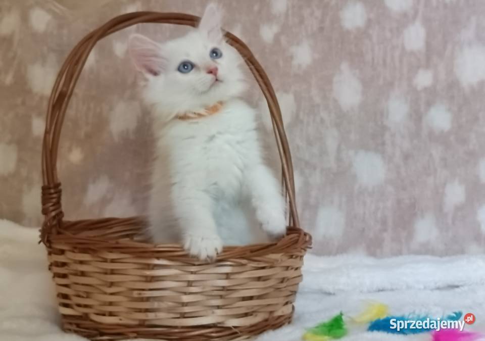 Koty Syberyjskie Neva Masquerade TYGRYS wielkopolskie