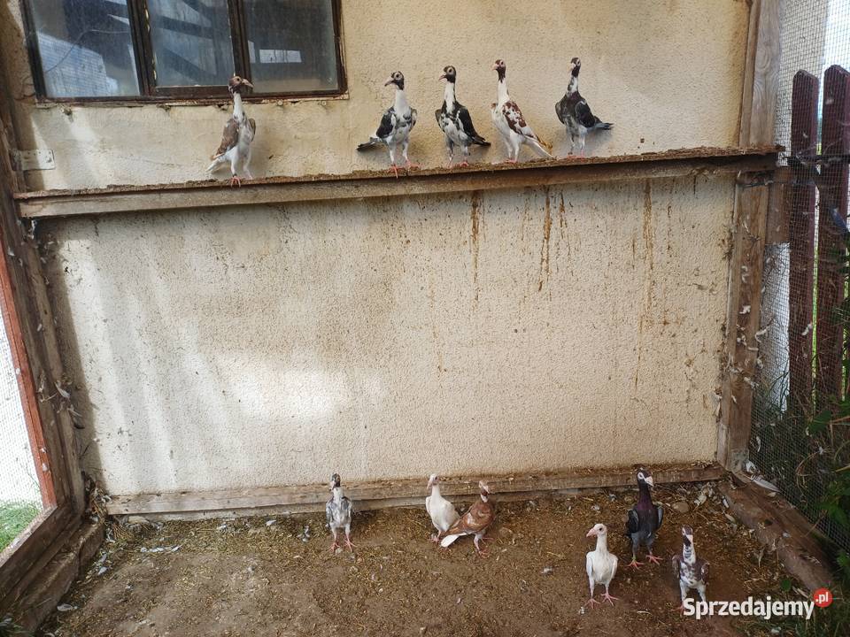 Gołębie ozdobne karier kariery samce samica Wągrowiec