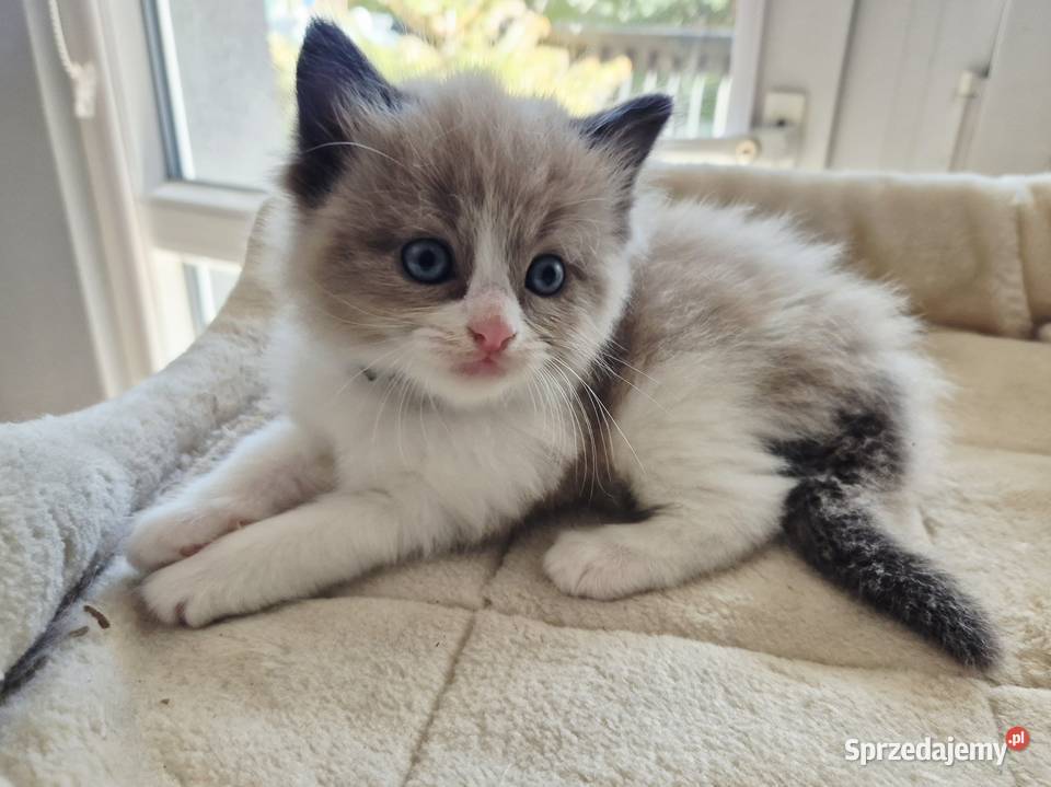 Kocięta Ragdoll mink czyli Cherubim Kraków