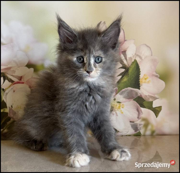 Koteczka Maine Coon Nisan sprzedam