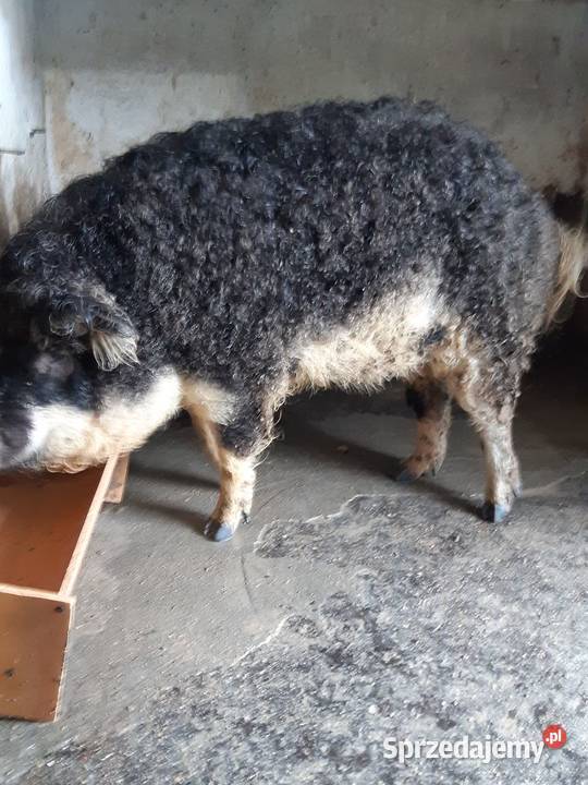 sprzedam świnię mangalice jaskółczą Rybnik