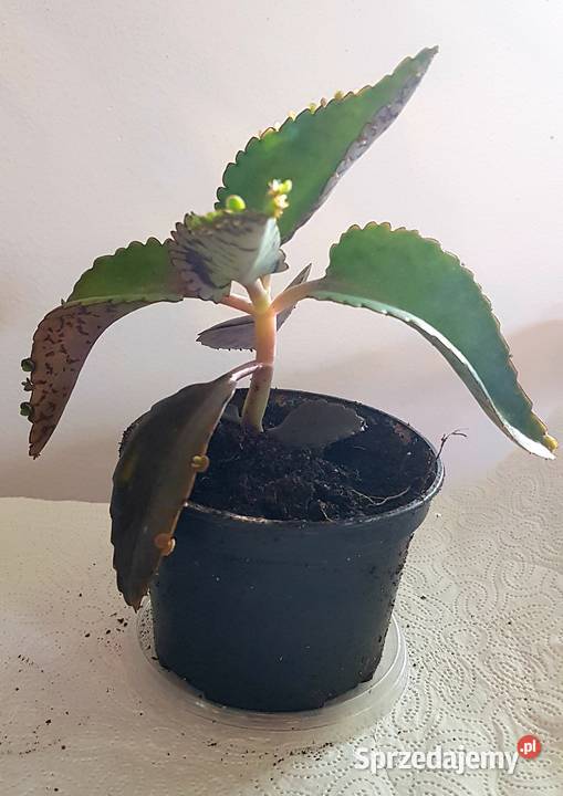 Domowa Apteczka Lecznicza Żyworódka lepsza