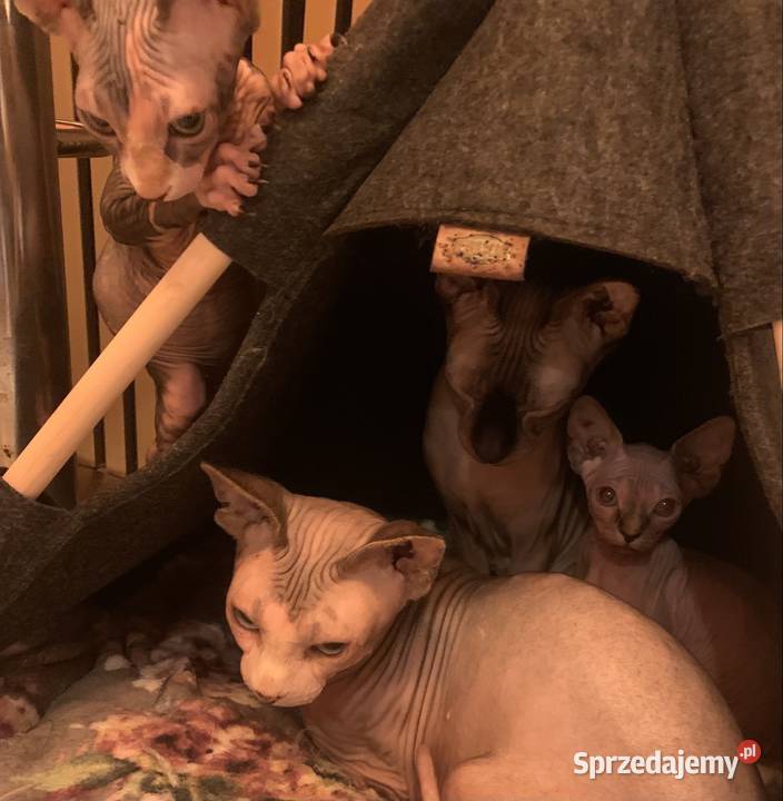 Sfinks Kanadyjski Reproduktor Sfinks Kanadijski Krycie i reprodukcja Leszno