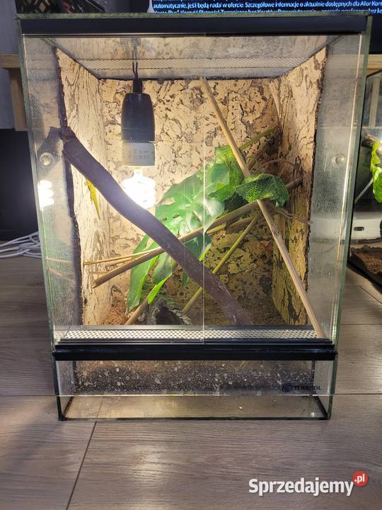 3x terrarium felsuma madagaskarska Bełchatów