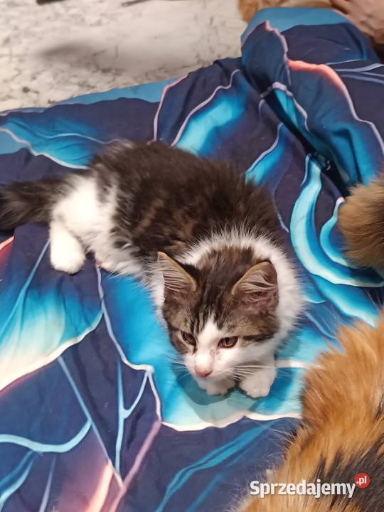 Kocur Maine coon z rodowodem zaplecze genetyczne Prawęcin
