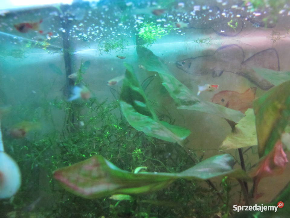 Małe akwarium z obsadą