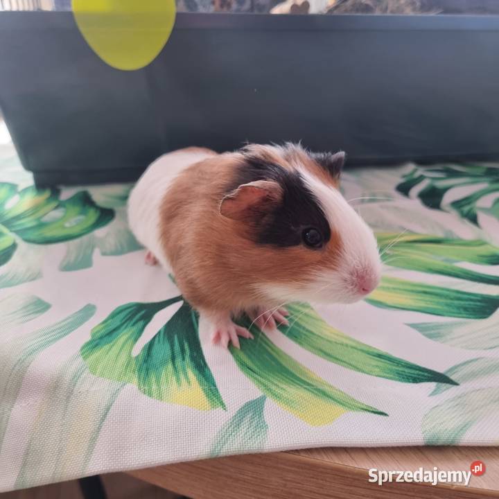 ŚWINKA MORSKA plus zestaw Przemyśl