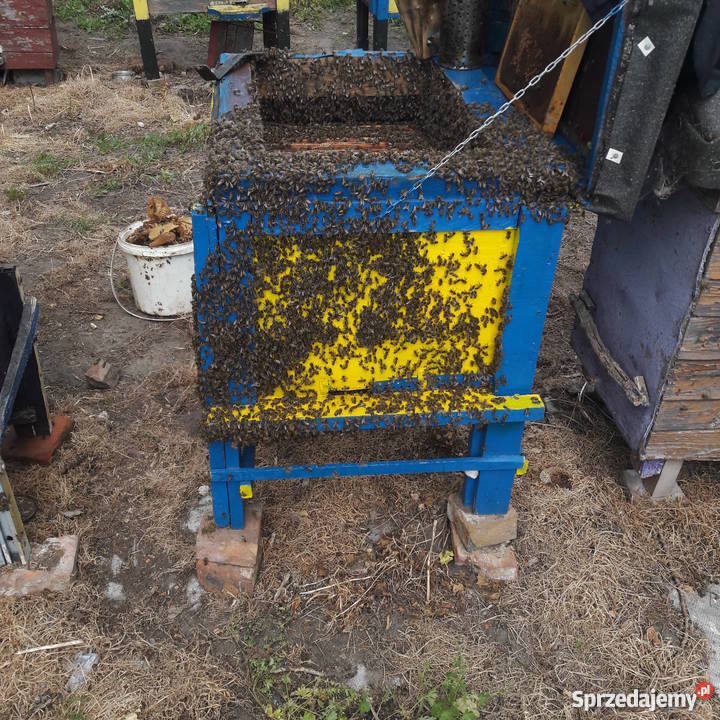 Ule wielkopolskie z PSZCZOŁAMI Pszczelarstwo