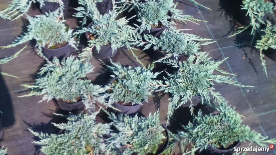 Jałowiec Płożący Icee Blue Garlica Duchowna