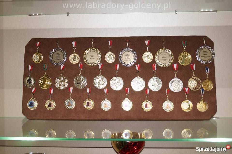 Labradory szczenięta CHrodowód Związku Włocławek