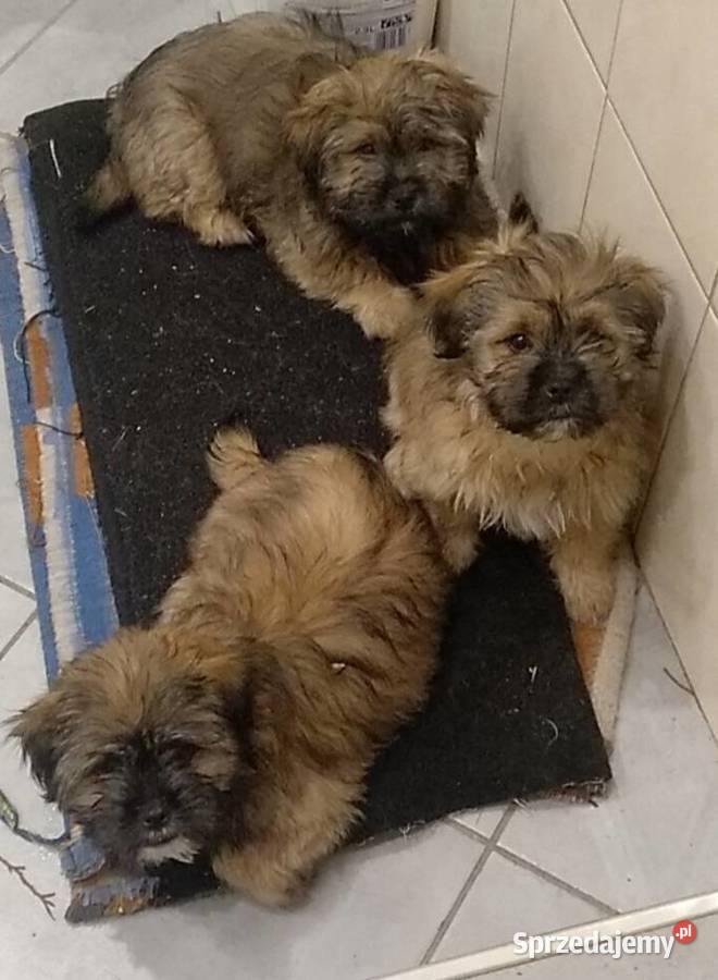 SzczeniakiMatka shihtzu ojciec kundel podpalany Pozostałe Zabłudów