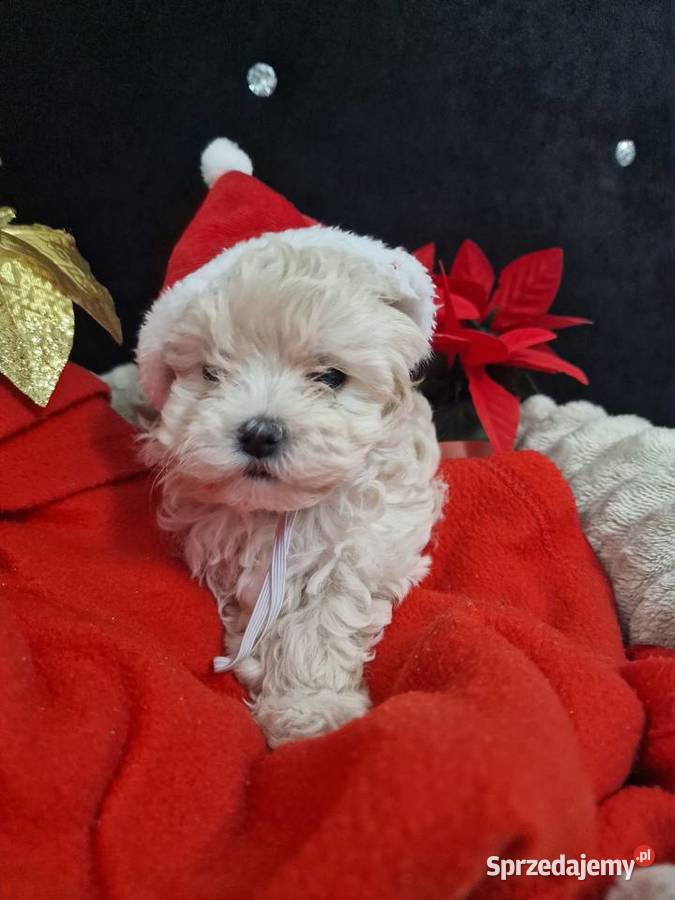 Xxs maltipoo mamusi 2 tatuś FCI wyjątkowe Jasło