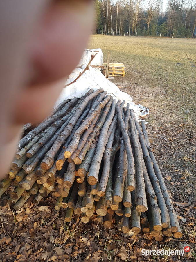 Stemple budowlane 240m 320m 4m i Opał Brzoza Drewno konstrukcyjne sprzedam