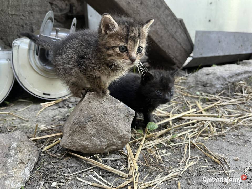 Oddam kotki w ręce śląskie