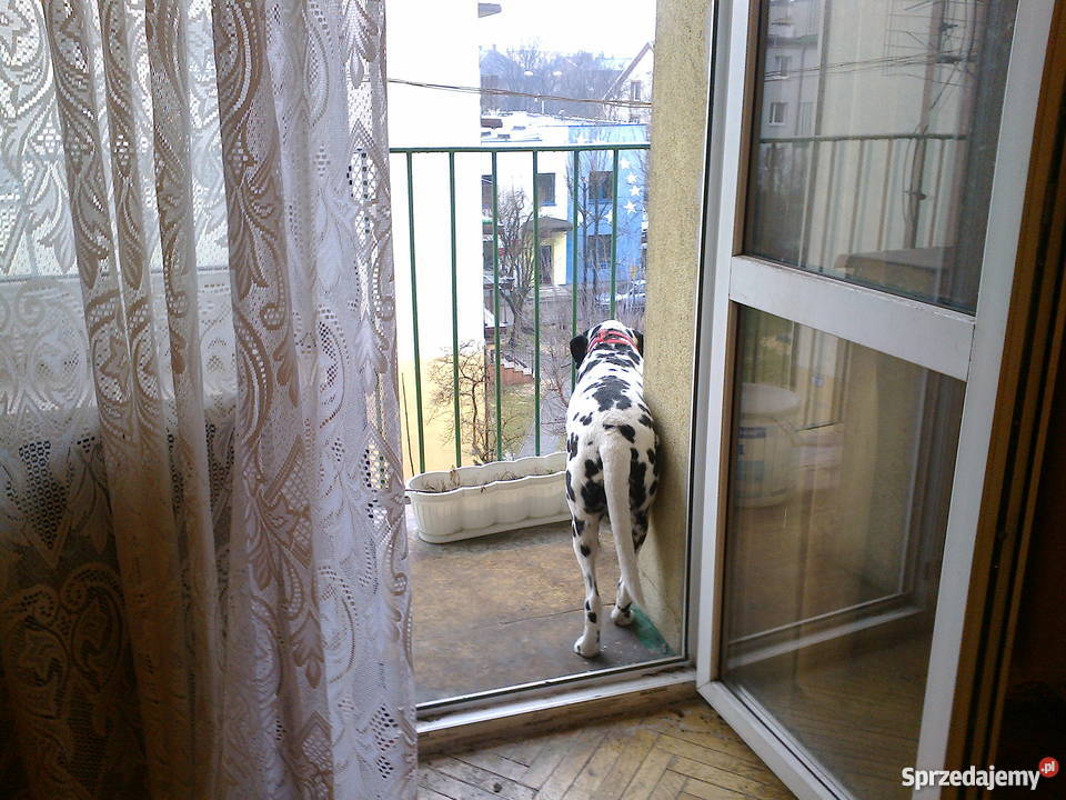 Ciche mieszkanie w bloku Czeladź Piaski 2026zł/m2 Czeladź