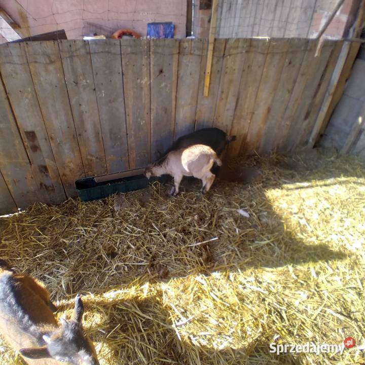 koziołek dwu miesięczny Biszcza