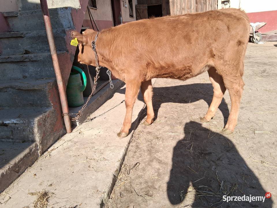 Jałówka mięsna Limusine Stary Solec