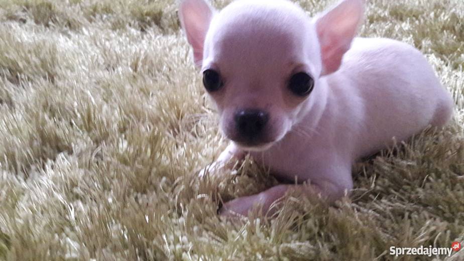 Chihuahua krótko i długowłosa Krusin sprzedam