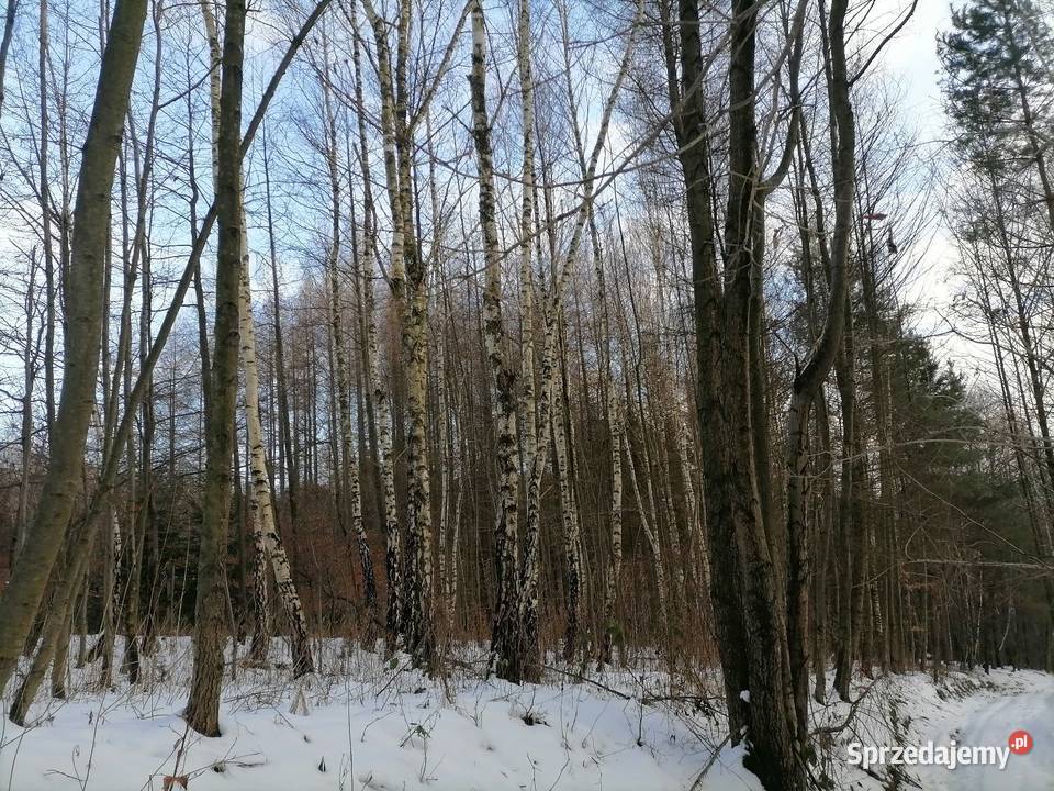 Las 27ar stasiówka koło Dębicy dojazd