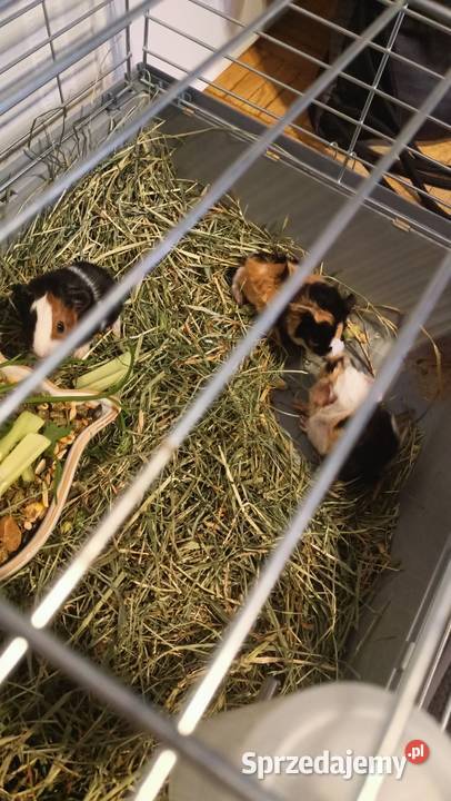 Rezerwacja świnek morskich Warszawa