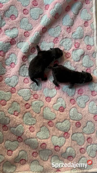 Szpic miniaturowy pomeranian śląskie Poniszowice