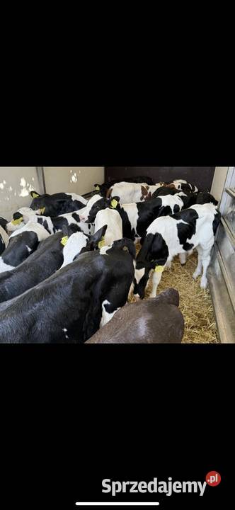 Cielaki kujawsko-pomorskie Włocławek sprzedam