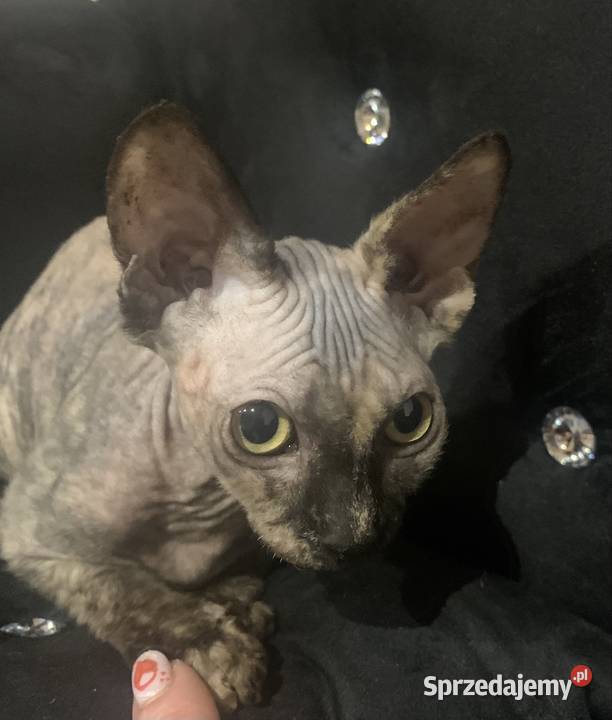 Sfinks Kanadyjski Diablica tygryska Rodowód wielkopolskie sprzedam