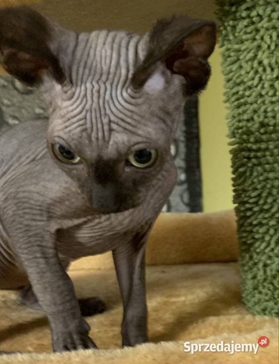 Sfinks Kanadyjski Do odbioru kocurek Rodowód Leszno sprzedam