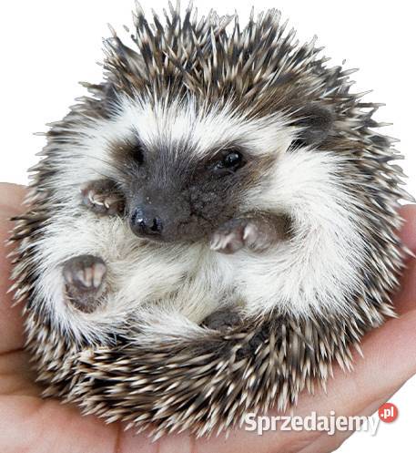 Jeż Pigmejski samiczka oswojona